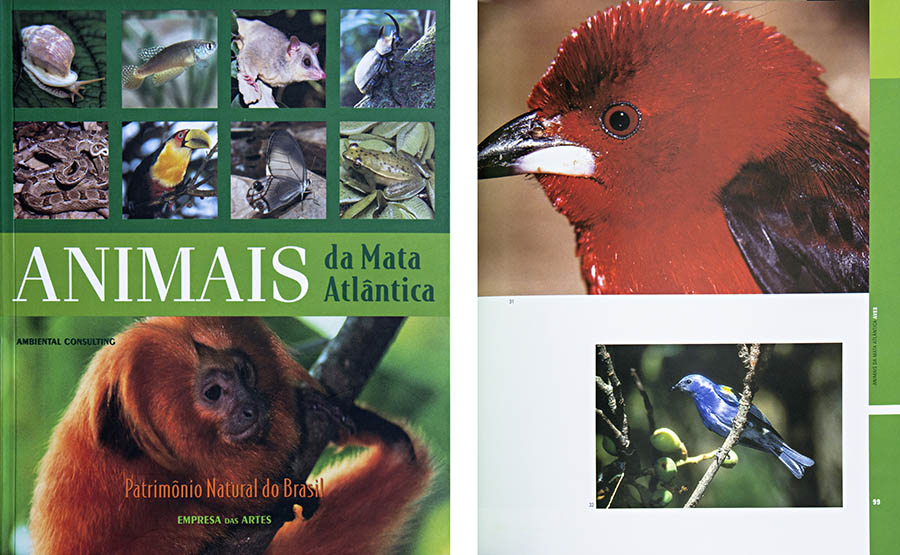 Animais da Mata Atlântica